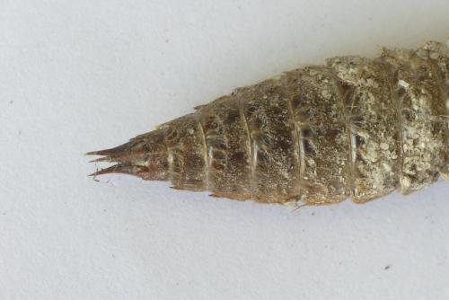 Cordulegaster boltonii